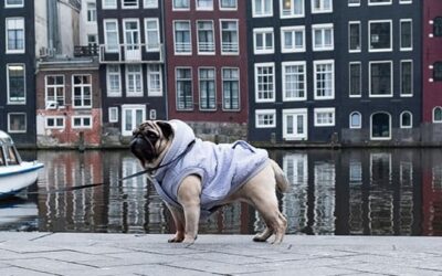 Amsterdam met een hond bezoeken: de mogelijkheden